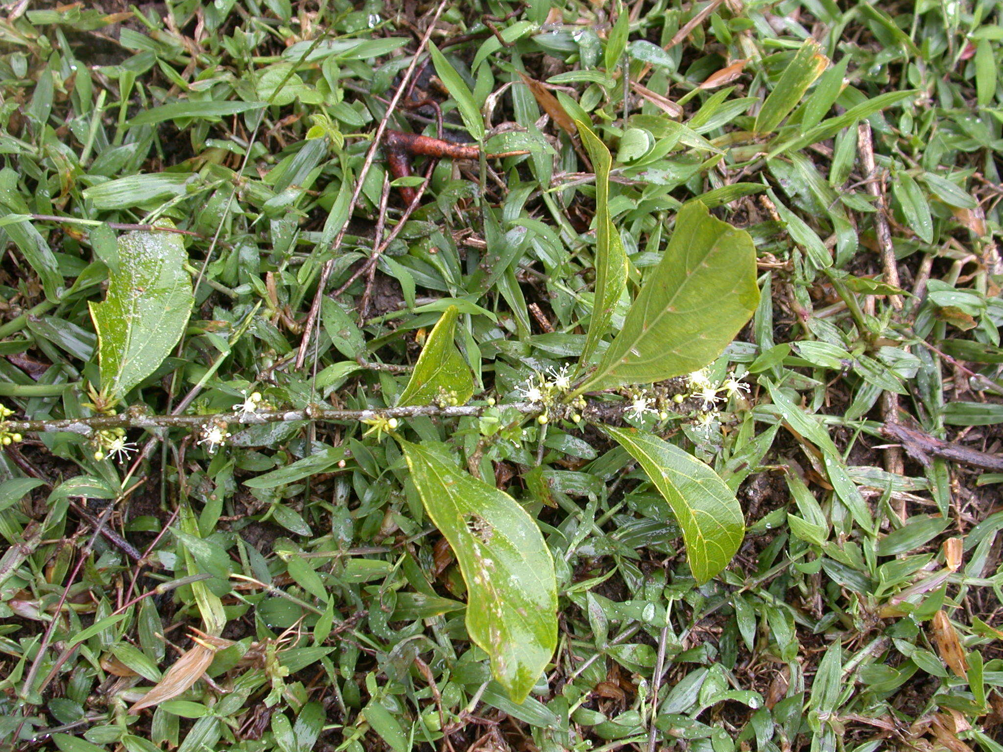 Rabo De Ranton (Casearia aculeata)