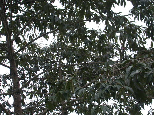 Casearia guianensis, photograph 2