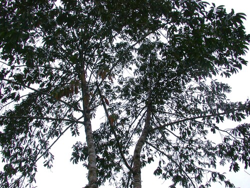 Casearia guianensis, photograph 3