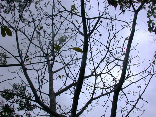 Casearia guianensis, photograph 4