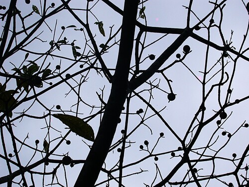 Casearia guianensis, photograph 5