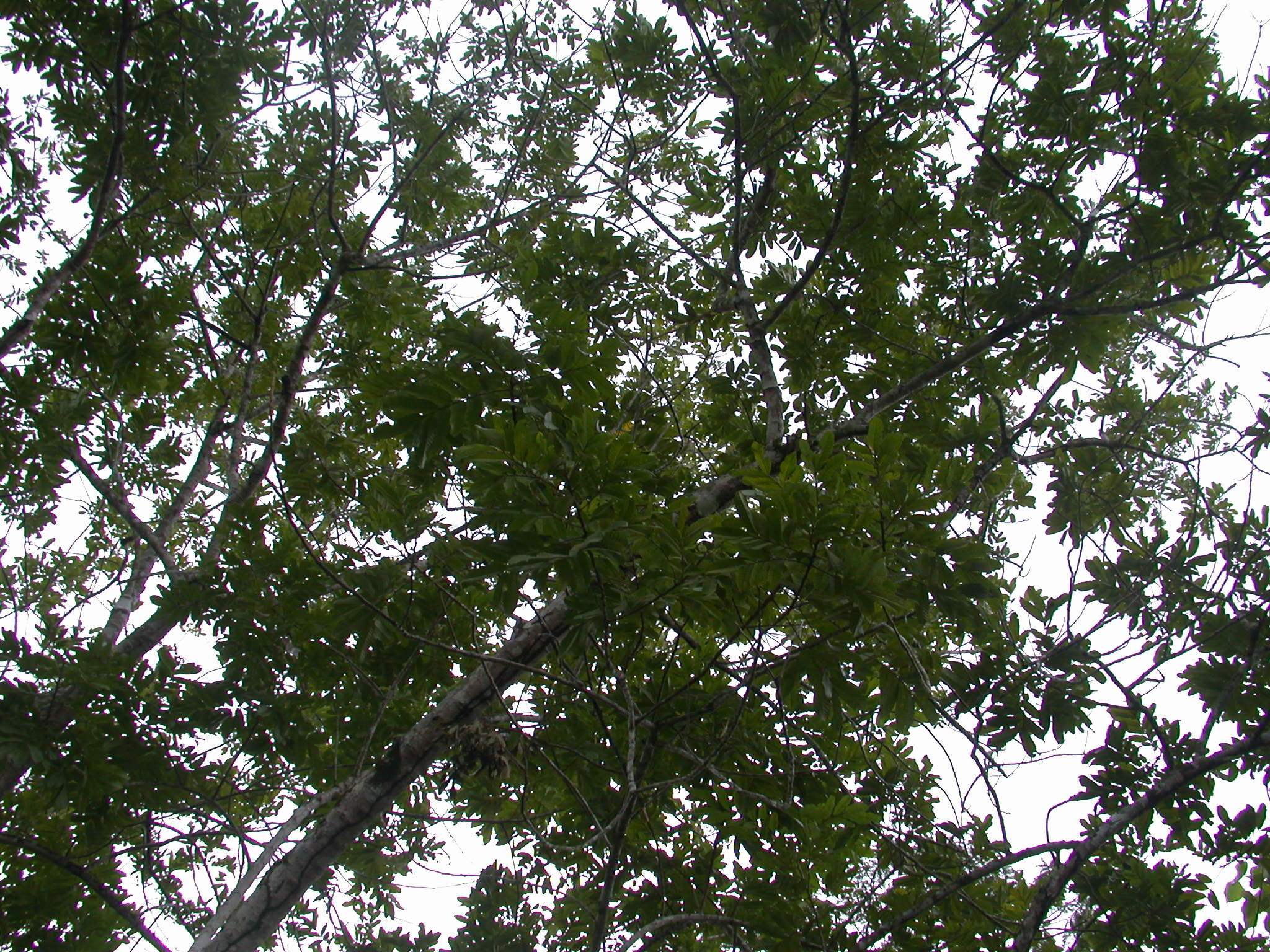 Cupania dentata