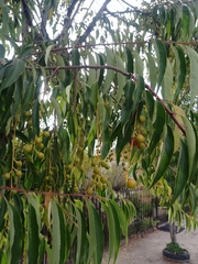 Magnoliopsida