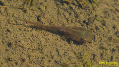 Hyla suweonensis