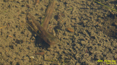 Hyla suweonensis