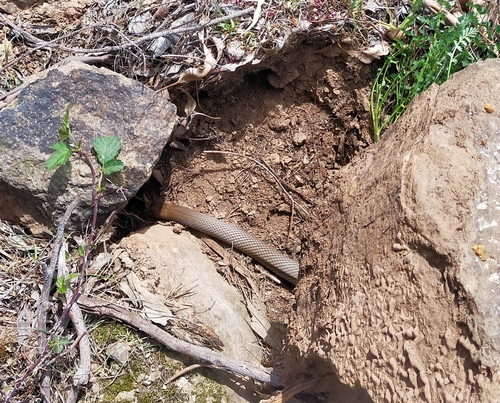 Eastern Brown Snake sighting
