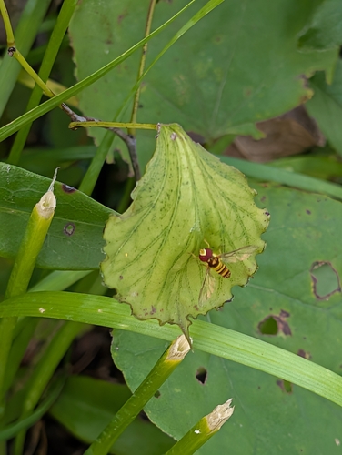 Unknown species found near Manhattan, KS, USA