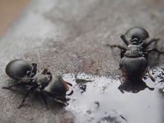 Cephalotes pusillus