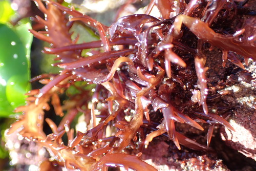 Chondracanthus chamissoi observed 2025-10-07