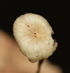 Mycena guzmanii