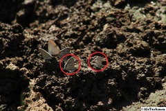 Leptotes cassius cassidula