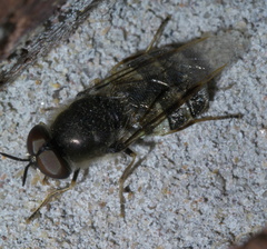 Odontomyia interrupta