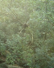 Semnopithecus vetulus