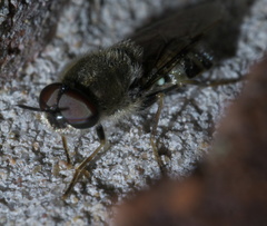 Odontomyia interrupta