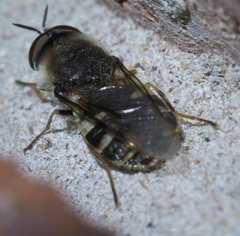 Odontomyia interrupta