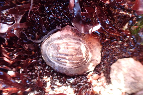 Scurria variabilis observed 2025-10-07