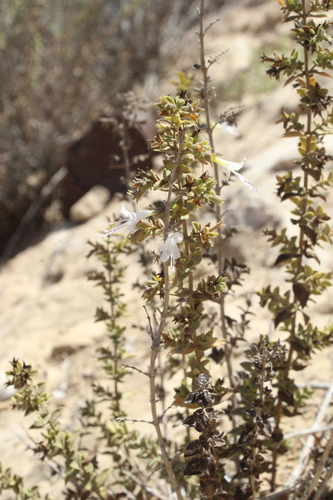 Desert Oregano (Origanum dayi)