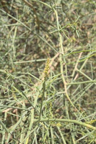 Ochradenus baccatus, photograph 5