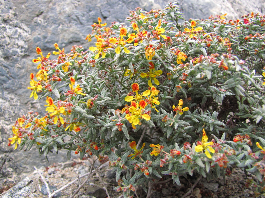 Dinemandra