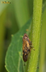 Omalophora pectoralis