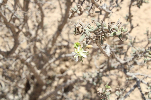 bushy bean-caper (Tetraena dumosa)