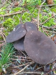 Plinthogalus
