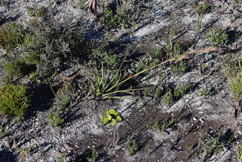 Robust Tetrar (Tetraria eximia)
