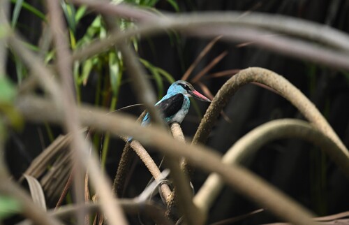 Blue-breasted Kingfisher
