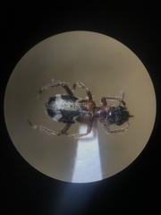 Thanasimus undatulus