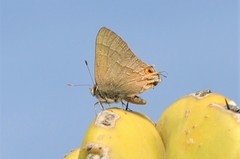 Electrostrymon guzanta