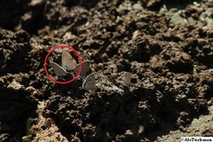 Cupido comyntas texana