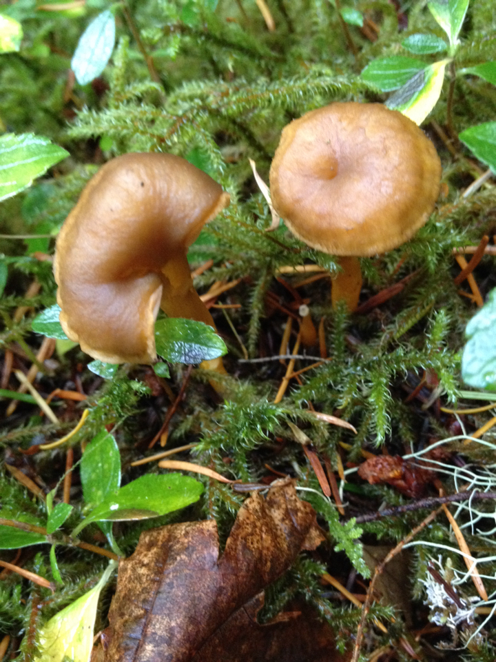 Craterellus tubaeformis image