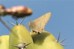 Electrostrymon guzanta