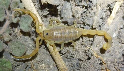 Orange Lesser-Thicktail Scorpion