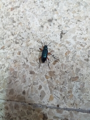 Strongylium erythrocephalum