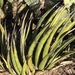 Agave lechuguilla - Photo (c) Patty Pasztor, μερικά δικαιώματα διατηρούνται (CC BY-NC), uploaded by Patty Pasztor