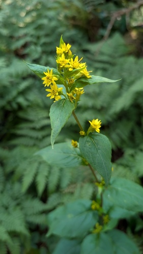 large-leaved goldenrod (Solidago macrophylla)