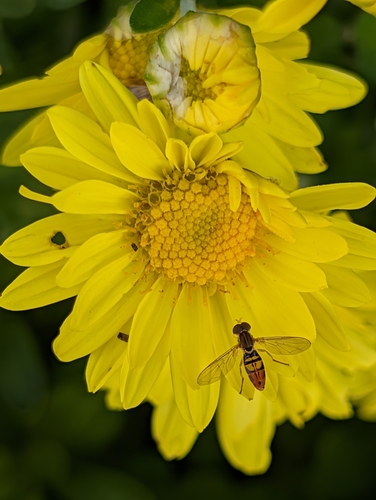 Unknown species found near Manhattan, KS, USA