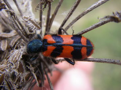 Trichodes alvearius