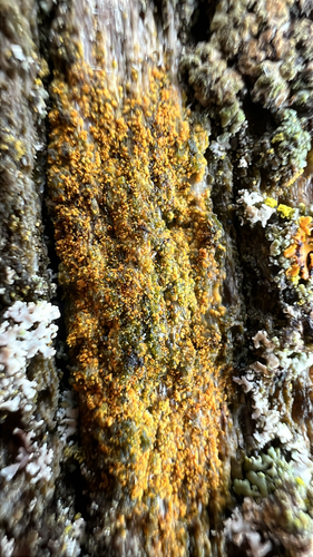 Villophora microphyllina