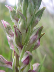 Anacamptis coriophora