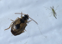 Lebia fuscata