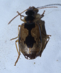 Lebia fuscata
