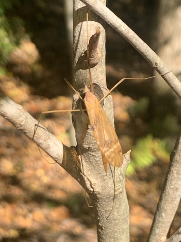 Unknown species found near Atwood Rd, South Hadley, MA, US