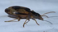 Lebia fuscata