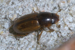 Labarrus cincticulus