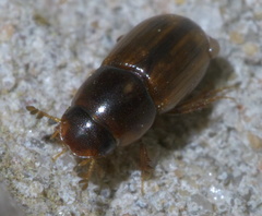 Labarrus cincticulus