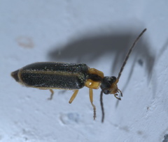 Rhagonycha scitula