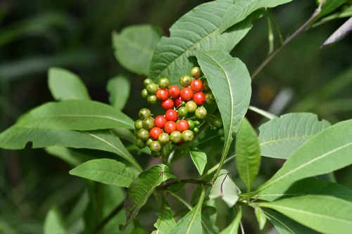 Solanum pubigerum, photograph 5