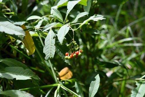 Solanum pubigerum, photograph 6